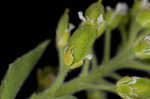 Field pepperweed